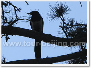 Beijing Beidaihe 3 Day Bird Watching Tour
